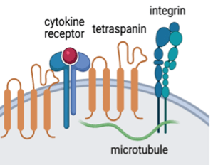 Figure 1: Tetraspanins organize protein interaction networks.